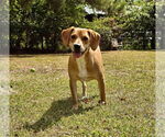 Small American Foxhound Mix