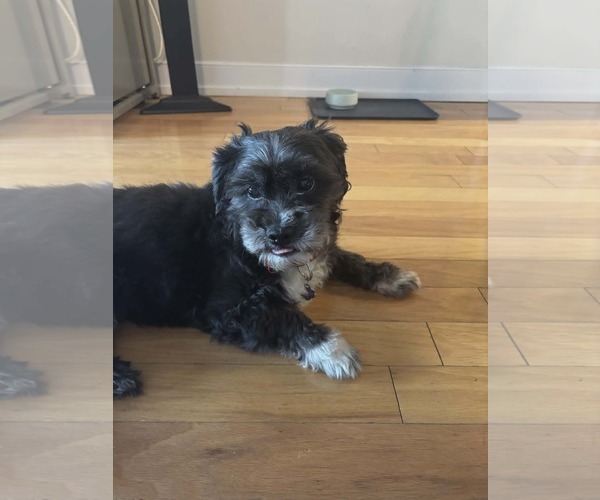 Medium Photo #8 Miniature Schnauzer-Unknown Mix Puppy For Sale in Westwood, NJ, USA