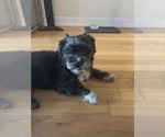 Small #7 Miniature Schnauzer Mix