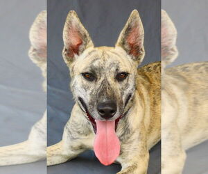 German Shepherd Dog-Unknown Mix Dogs for adoption in Pasadena, CA, USA