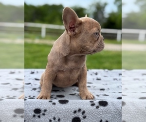 French Bulldog Puppy for sale in GREENVILLE, TX, USA