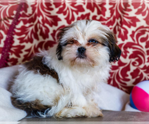 Medium Photo #15 Shih Tzu Puppy For Sale in WAKARUSA, IN, USA