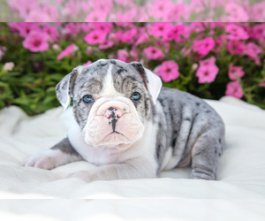 Victorian Bulldog Litter for sale in MILLERSBURG, IN, USA