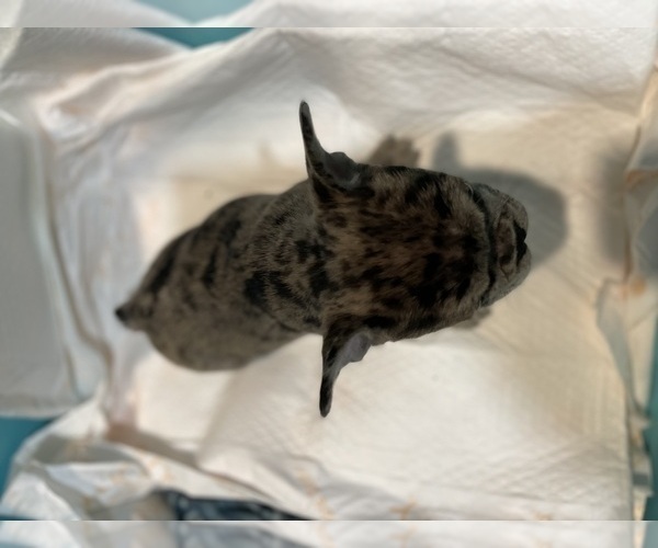 Medium Photo #6 French Bulldog Puppy For Sale in HOPE MILLS, NC, USA