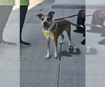 Small Mutt