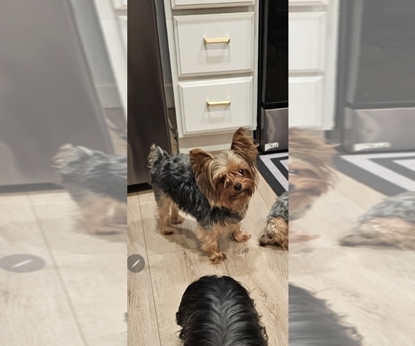 Medium Photo #1 Yorkshire Terrier Puppy For Sale in SALEM, OR, USA