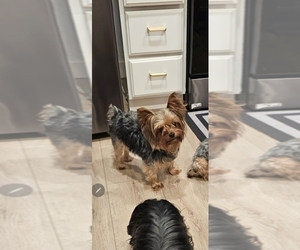 Mother of the Yorkshire Terrier puppies born on 09/03/2025