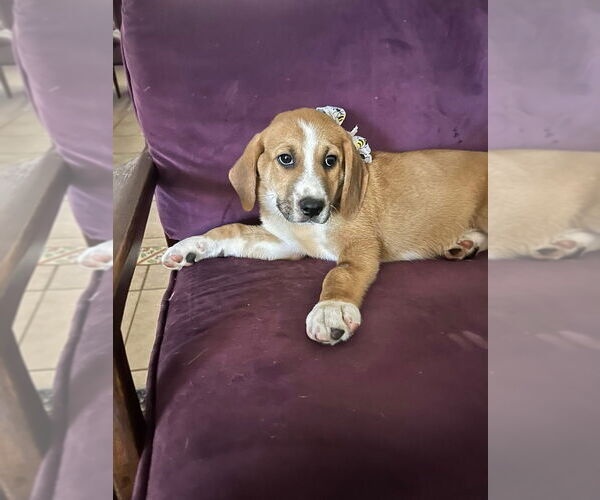 Medium Photo #4 Mutt Puppy For Sale in FRAMINGHAM, MA, USA