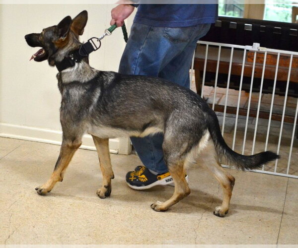 Medium Photo #2 German Shepherd Dog Puppy For Sale in Germanton, TN, USA