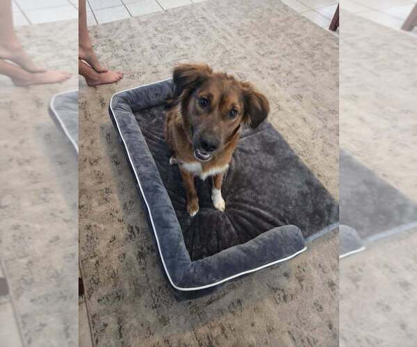 Medium Photo #2 Australian Shepherd-Unknown Mix Puppy For Sale in St. Augustine, FL, USA