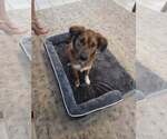 Small #1 Australian Shepherd Mix