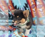 Puppy Green Girl Pembroke Welsh Corgi