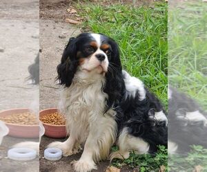Father of the Cavalier King Charles Spaniel puppies born on 06/02/2021