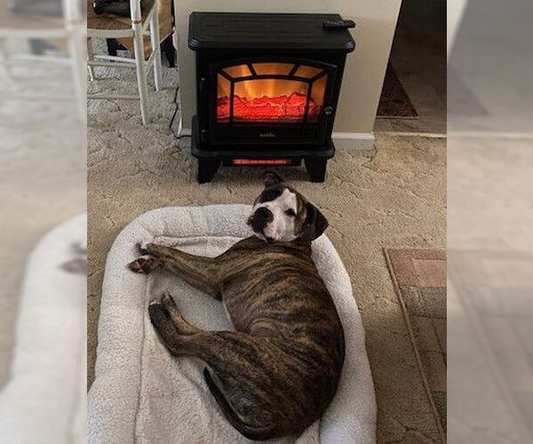 Medium Photo #7 Mutt Puppy For Sale in Lockport, NY, USA