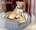 Small Photo #1 Boxer-German Shepherd Dog Mix Puppy For Sale in San Diego, CA, USA