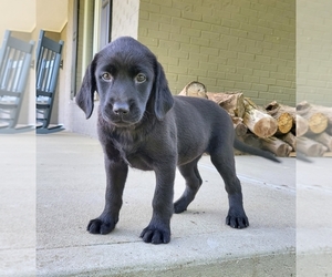 Labrador Retriever Puppy for sale in FRANKLIN, IN, USA