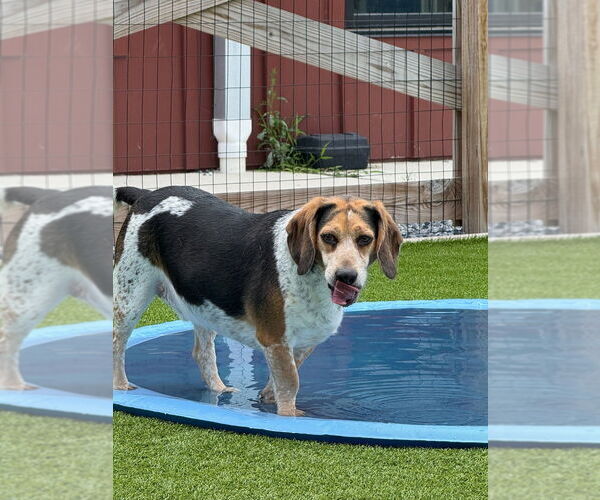 Medium Photo #4 Beagle Puppy For Sale in Chestertown, MD, USA