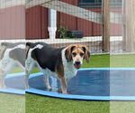 Small #3 Beagle