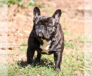 Father of the French Bulldog puppies born on 08/05/2021