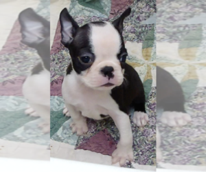 Boston Terrier Puppy for sale in BEND, OR, USA