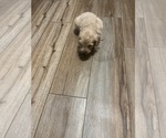 Small Photo #29 Goldendoodle Puppy For Sale in LASCASSAS, TN, USA