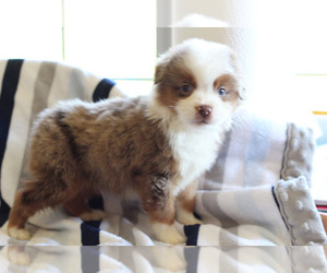 Miniature Australian Shepherd Puppy for sale in KOPPERL, TX, USA