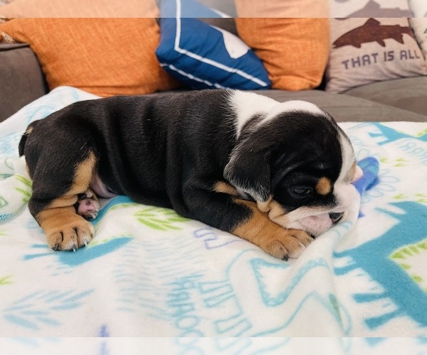 Medium Photo #8 English Bulldog Puppy For Sale in KEIZER, OR, USA