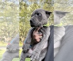 Puppy Malani Cane Corso