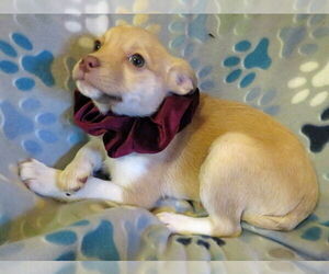 Jack Chi Dogs for adoption in Grovertown, IN, USA