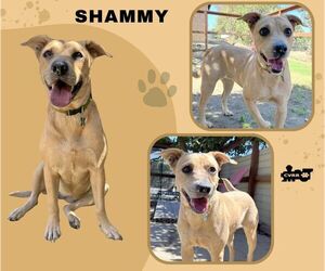 Retriever -Unknown Mix Dogs for adoption in Lindsay, CA, USA