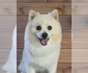 Pomeranian Dogs for adoption in Phelan, CA, USA