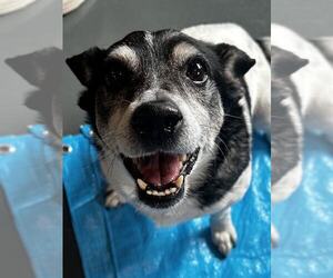 Rat Terrier-Unknown Mix Dogs for adoption in Omaha, NE, USA
