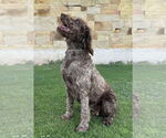 Small #4 Labradoodle