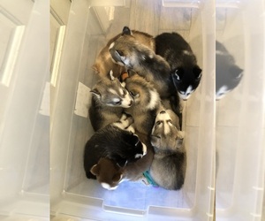 Siberian Husky Puppy for sale in BUSHNELL, FL, USA