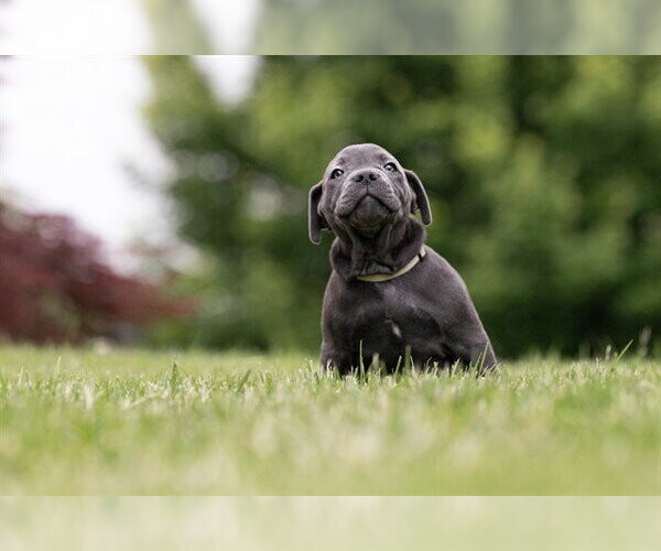 Medium Photo #1 Mutt Puppy For Sale in Belleville, IL, USA