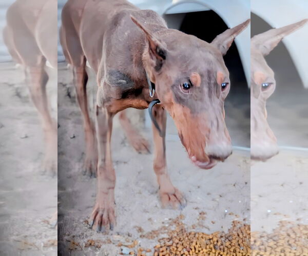 Medium Photo #1 Doberman Pinscher Puppy For Sale in Pena Blanca, NM, USA