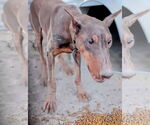Small Doberman Pinscher