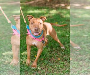 American Pit Bull Terrier Dogs for adoption in Richmond, VA, USA