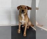 Small #1 Carolina Dog