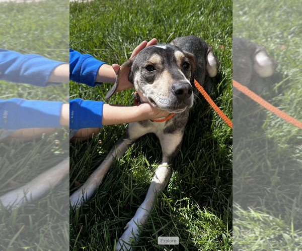 Medium Photo #5 Mutt Puppy For Sale in Thomasville, NC, USA