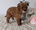 Small #7 Goldendoodle (Miniature)