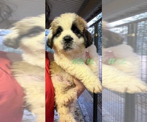 Saint Bernard Puppy for Sale in SPRINGVILLE, California USA