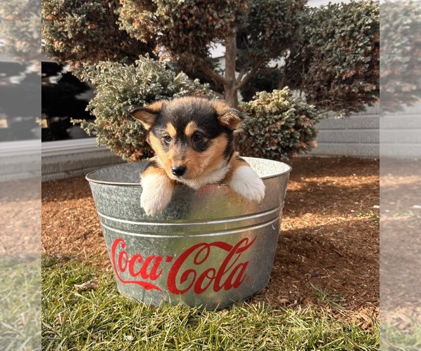 Medium Photo #2 Pembroke Welsh Corgi Puppy For Sale in MIDDLEBURY, IN, USA