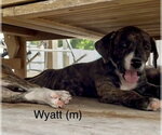 Small #3 Mutt