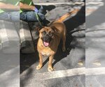 Small #2 Labrador Retriever Mix