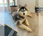 Small #6 Siberian Husky Mix