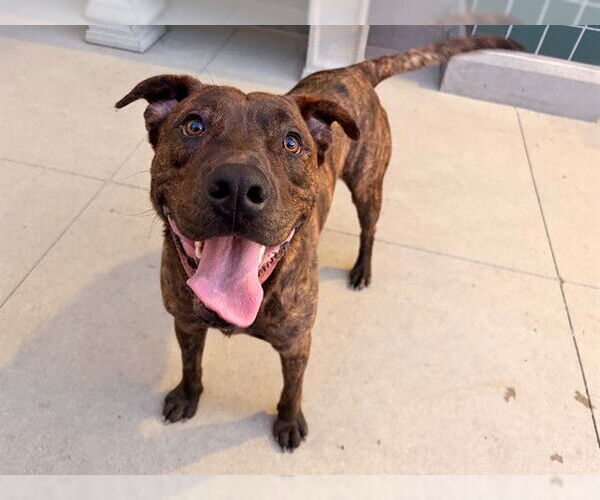 Medium Photo #2 Mutt Puppy For Sale in Rancho Cucamonga, CA, USA