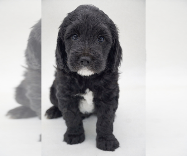 Medium Photo #2 Goldendoodle (Miniature) Puppy For Sale in EASLEY, SC, USA