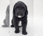 Small #1 Goldendoodle (Miniature)