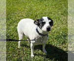 Small Rat Terrier